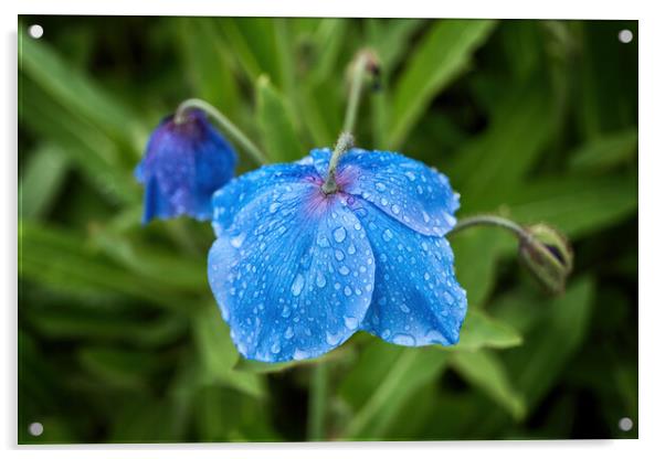 Meconopsis Slieve Donard Himalayan Blue Poppy Acrylic by Artur Bogacki