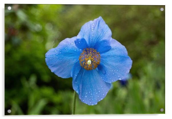 Himalayan Blue Poppy Meconopsis Slieve Donard Acrylic by Artur Bogacki