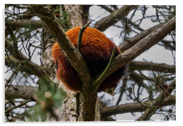 Red Panda Furry Ball In The Tree Acrylic by Artur Bogacki