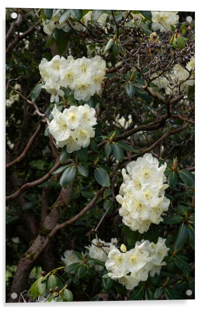 Rhododendron Roza Stevenson Flowers Acrylic by Artur Bogacki