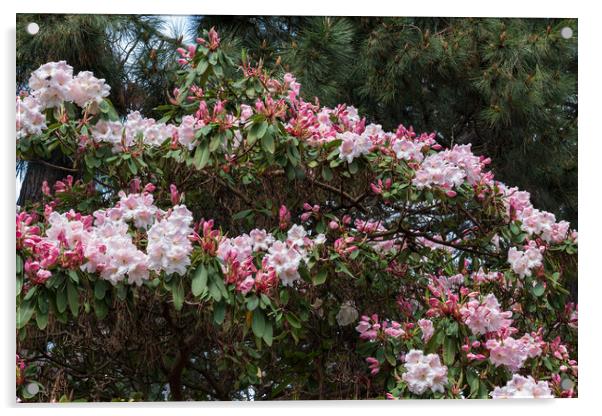 Flowers of Rhododendron Loderi Acrylic by Artur Bogacki
