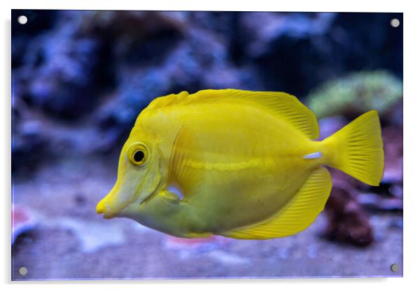 Yellow Tang Zebrasoma Flavescens Fish Acrylic by Artur Bogacki