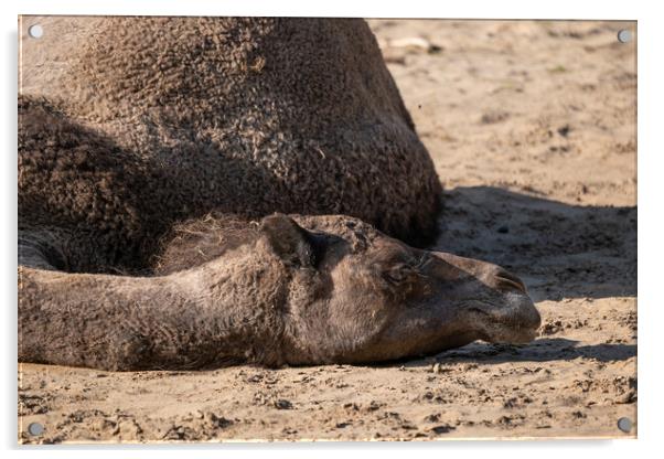 Dromedary Camel Lying On The Ground Acrylic by Artur Bogacki