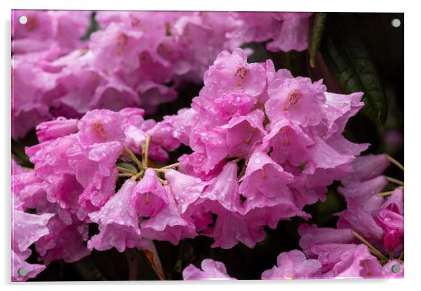 Flowers Of Rhododendron Argyrophyllum Acrylic by Artur Bogacki