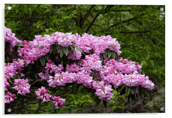 Blooming Flowers Of Rhododendron Argyrophyllum Acrylic by Artur Bogacki