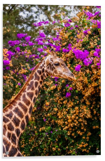 Nubian Giraffe Portrait Acrylic by Artur Bogacki