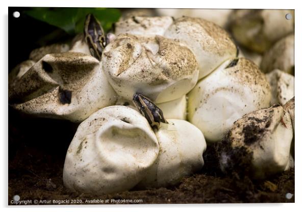 Pythons Hatching From Egg Acrylic by Artur Bogacki