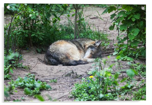 Single Wolf Sleeping Acrylic by Artur Bogacki