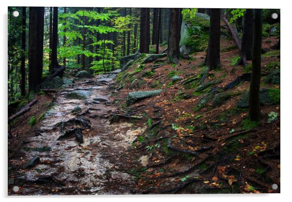 Wild Path In Mountain Forest Acrylic by Artur Bogacki