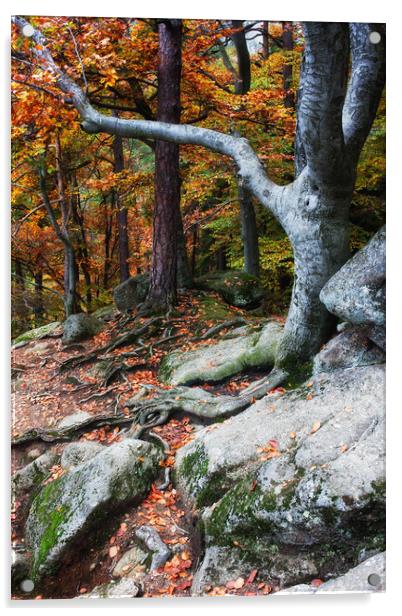 Autumn Mountain Forest Acrylic by Artur Bogacki