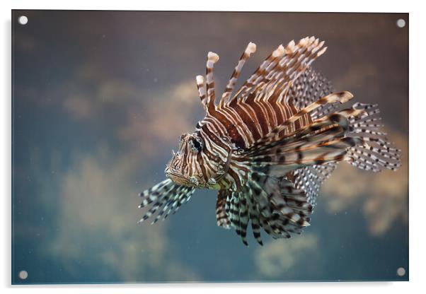 Red Lionfish Venomous Fish Acrylic by Artur Bogacki