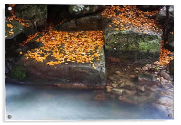 Autumn Leaves On Creek Rocks Acrylic by Artur Bogacki