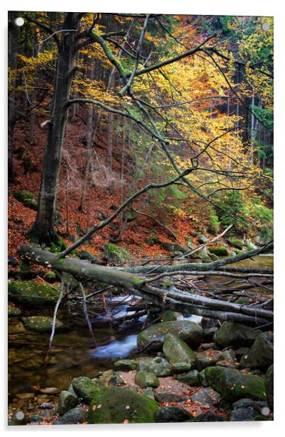 Fallen Tree Over Stream In Autumn Forest Acrylic by Artur Bogacki