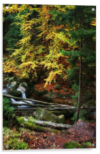 Autumn Forest Creek With Fallen Trees Acrylic by Artur Bogacki