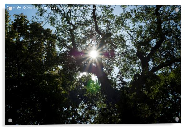 Sunflare through tree Acrylic by David Graham