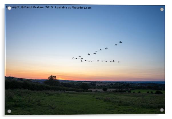 Geese flying in V formation over Silver Hills - Su Acrylic by David Graham
