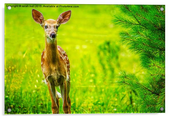  White-Tail Fawns Curiousity Acrylic by Sarah Ball