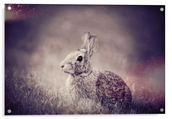 Bunny Dreams Acrylic by Sarah Ball