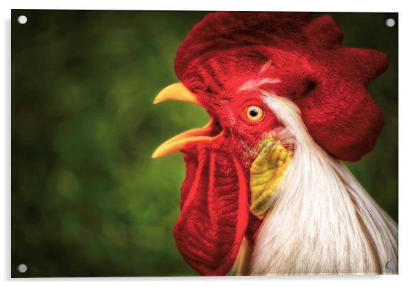 Say What? Rooster Acrylic by Sarah Ball