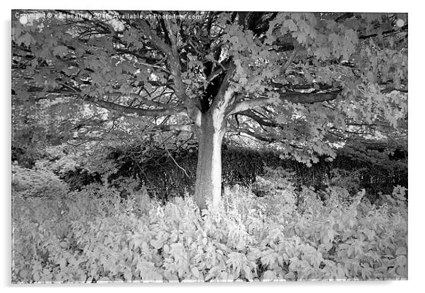  the lonely b&w tree Acrylic by naz kearney