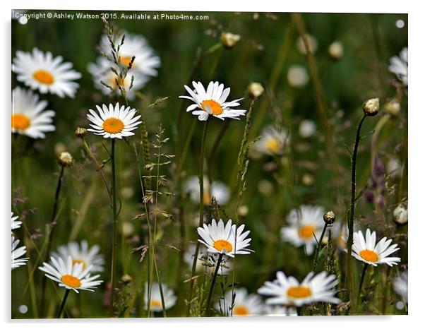  Daisy Family Acrylic by Ashley Watson