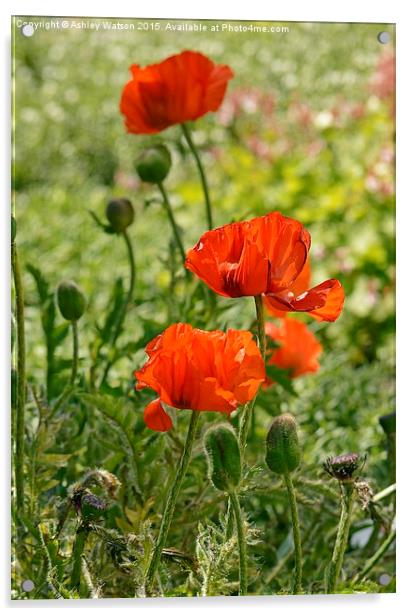  Sunny Red Poppies Acrylic by Ashley Watson