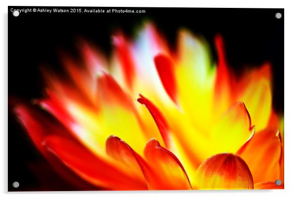  Dahlia Flames Acrylic by Ashley Watson