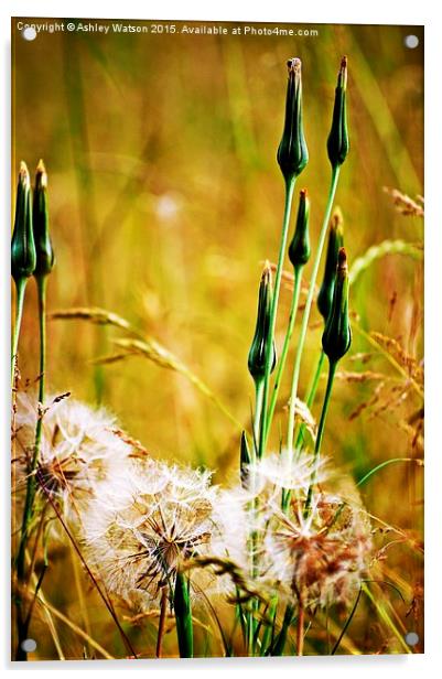  Goatsbeard Meadow Acrylic by Ashley Watson
