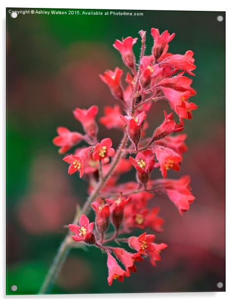  Delicate Pink Flower Bokeh Acrylic by Ashley Watson