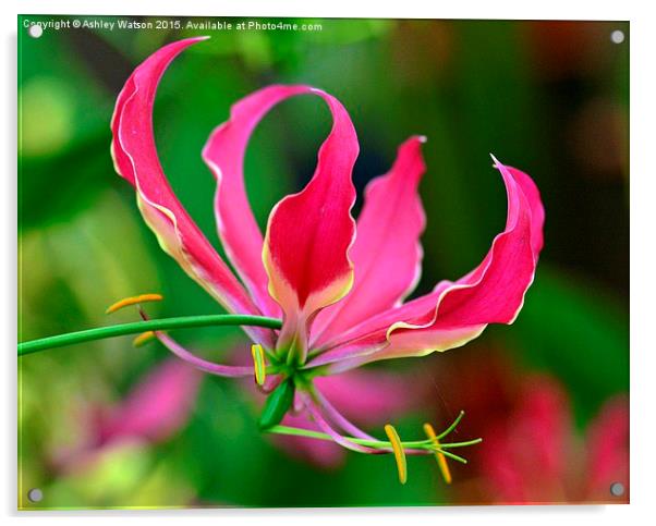  Beautiful Pink Lily Acrylic by Ashley Watson