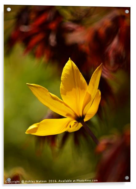 Tulip Bokeh Acrylic by Ashley Watson