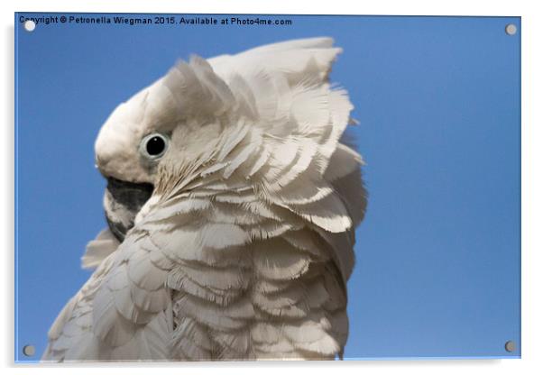 White Kakatua Acrylic by Petronella Wiegman