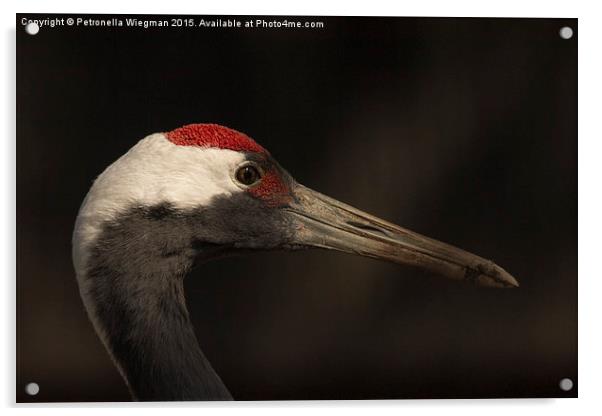 Dramatic bird  Acrylic by Petronella Wiegman