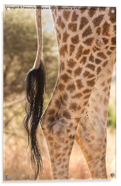  Giraffe legs Acrylic by Petronella Wiegman