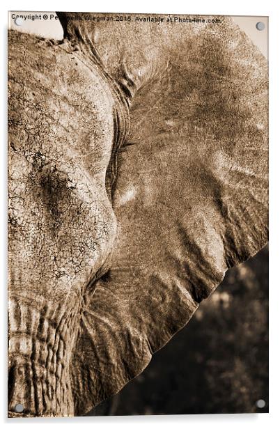 Elephant close-up Acrylic by Petronella Wiegman