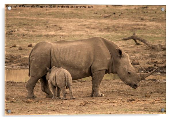 White Rhino baby Acrylic by Petronella Wiegman