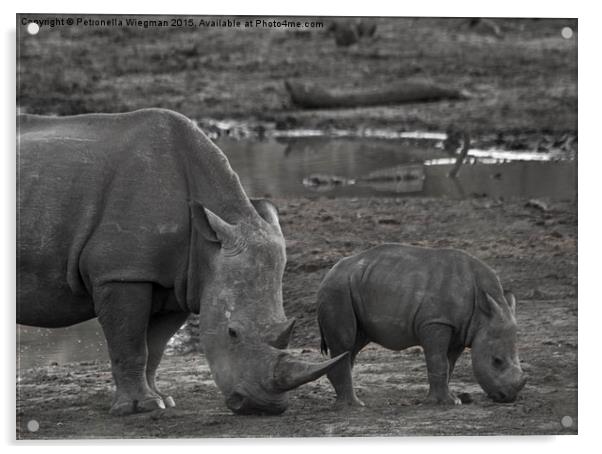 White Rhino baby  Acrylic by Petronella Wiegman