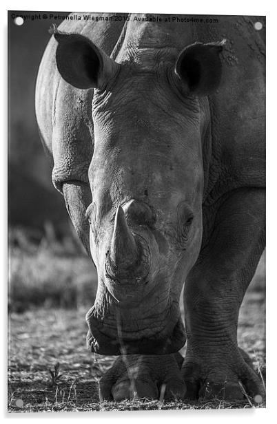  White Rhino Acrylic by Petronella Wiegman