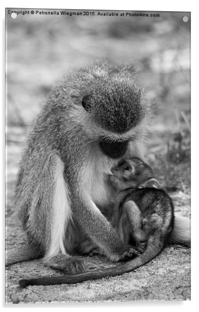 Vervet Monkey baby   Acrylic by Petronella Wiegman