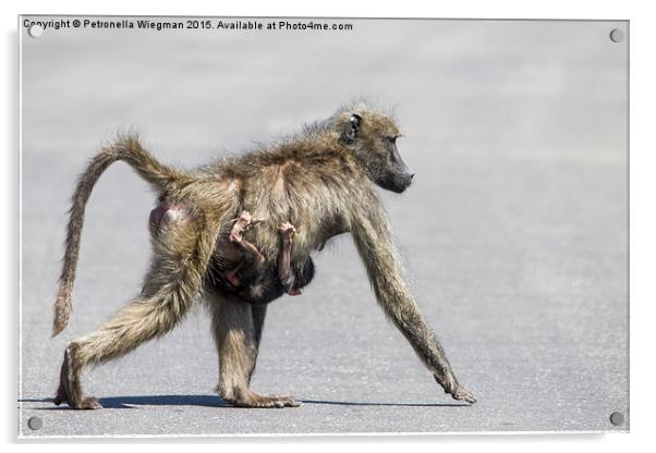  Baboon mom and baby Acrylic by Petronella Wiegman