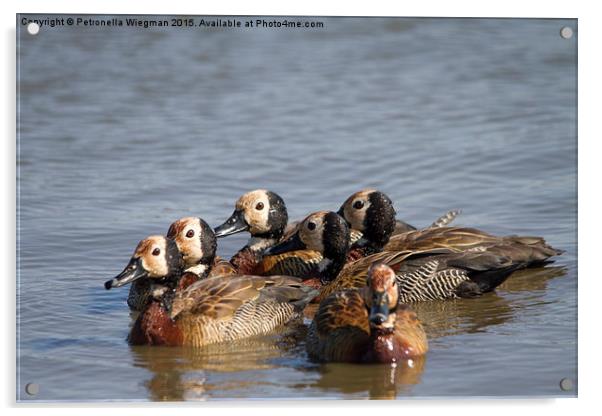 White faced Whistling Ducks Acrylic by Petronella Wiegman