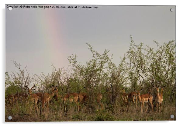 Impalas under rainbow Acrylic by Petronella Wiegman