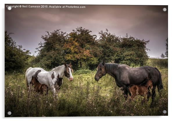  Two Mares and Two Foals Acrylic by Neil Cameron