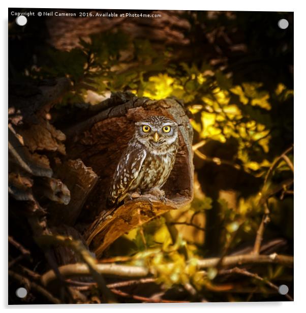 Little owl Acrylic by Neil Cameron