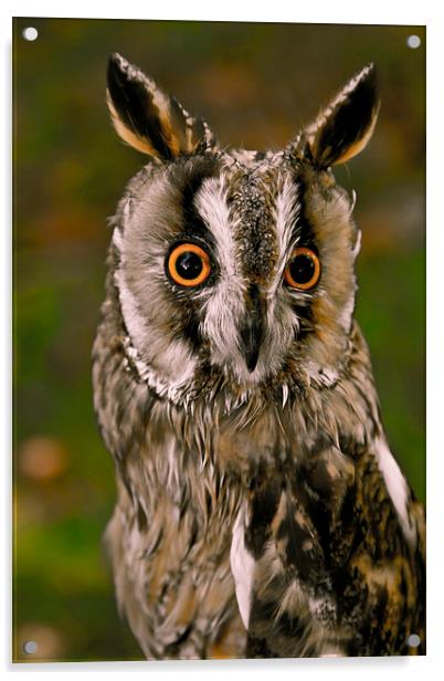  Owl Acrylic by David Portwain
