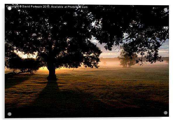  New Forest at Dawn Acrylic by David Portwain