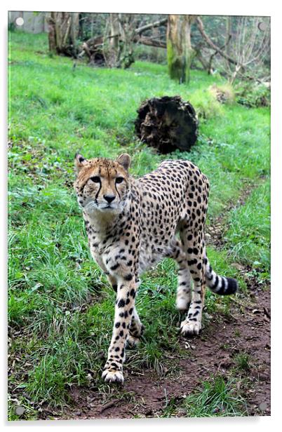 Cheetah Prowling Acrylic by Kieron Butler