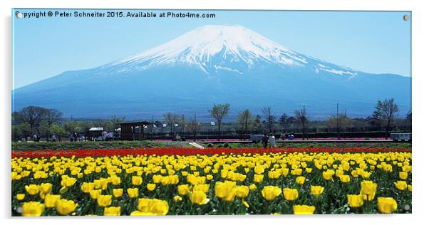  Mount Fuji, springtime. Acrylic by Peter Schneiter