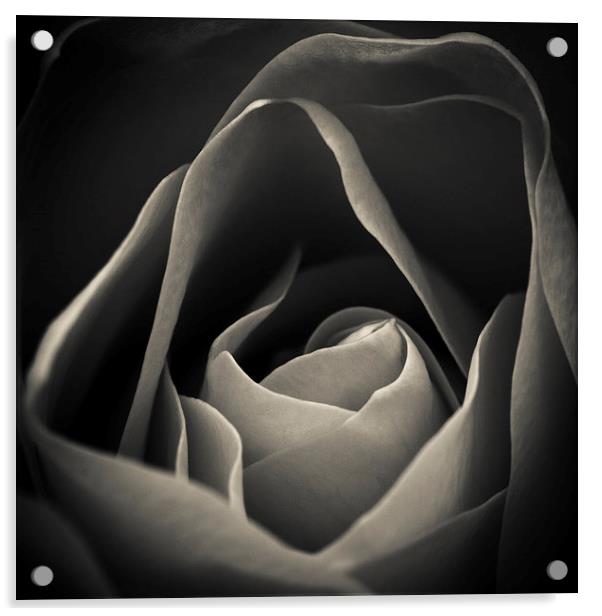 Delicate rose petals in black and white Acrylic by Julian Bound