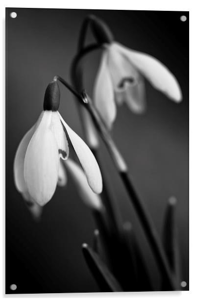 Snowdrops in black and white Acrylic by Julian Bound